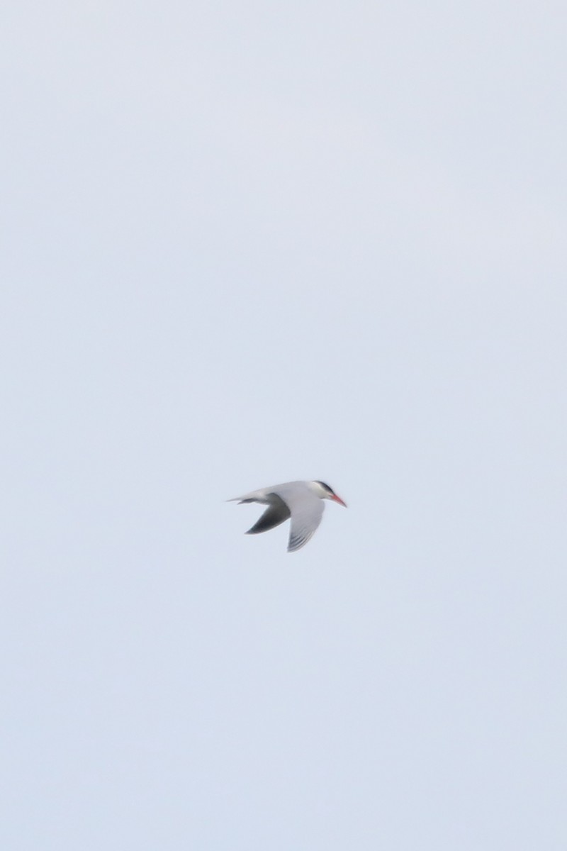 Royal Tern - ML620102898