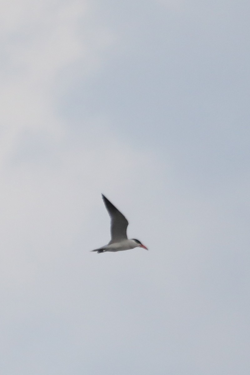 Royal Tern - ML620102899