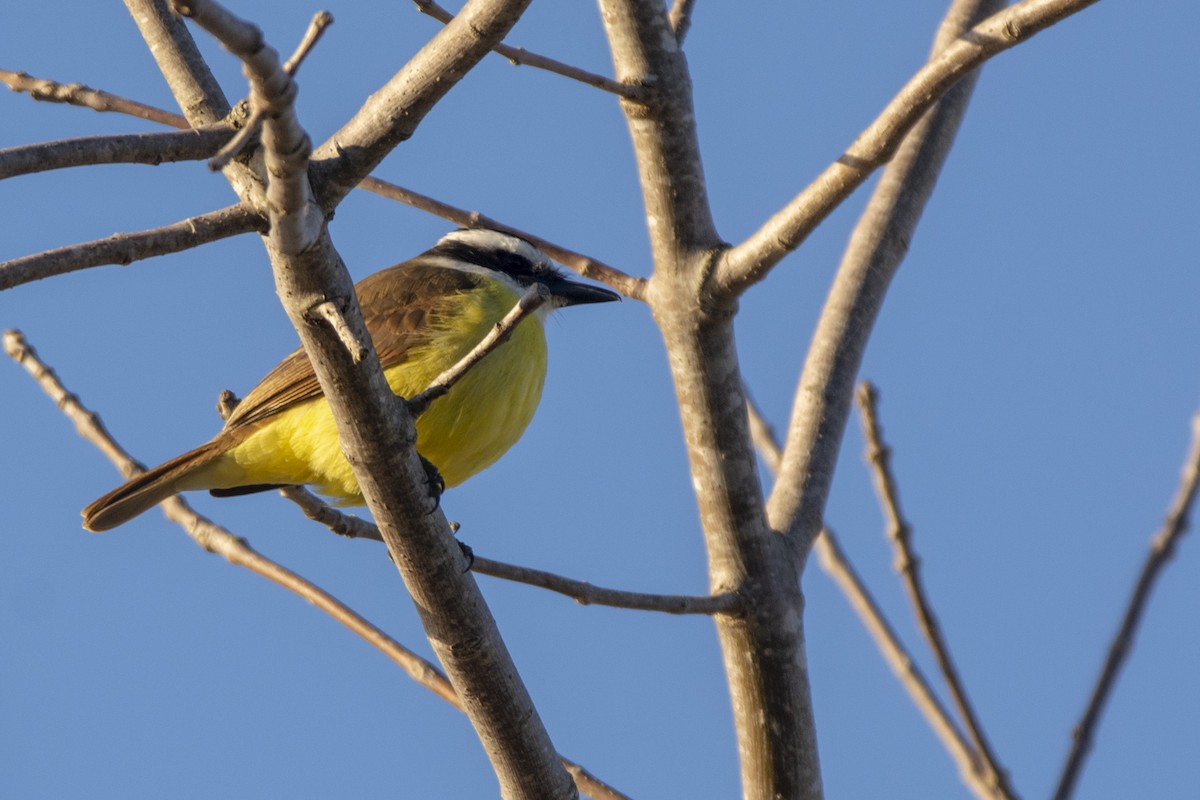 Great Kiskadee - ML620102912