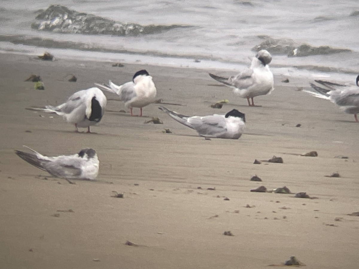 Roseate Tern - ML620102916