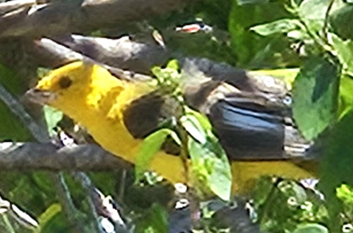 Oriole maculé - ML620102922