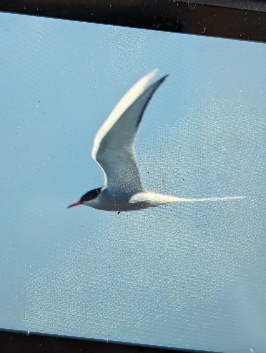 Arctic Tern - ML620102935