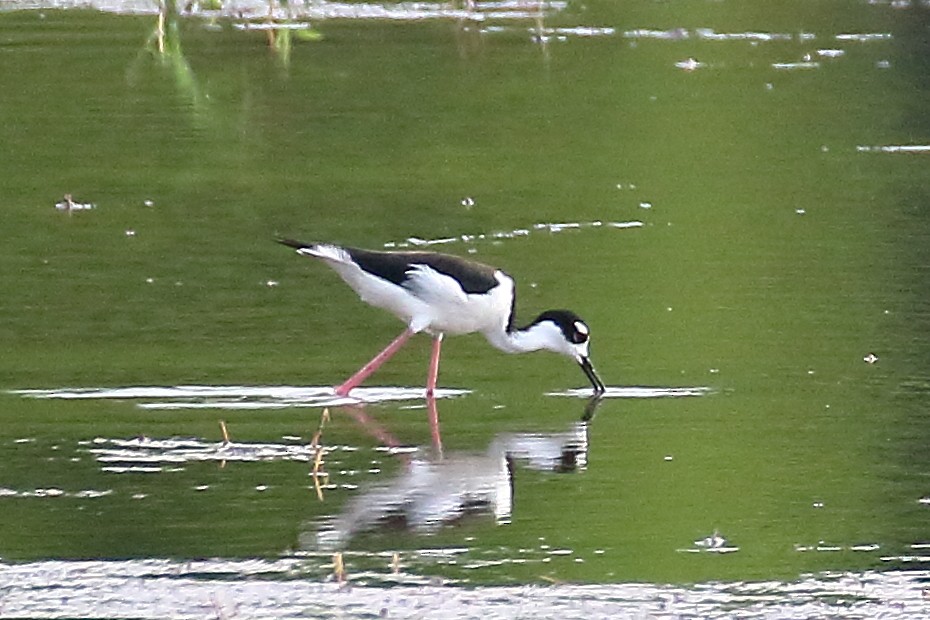 Black-necked Stilt - ML620102936