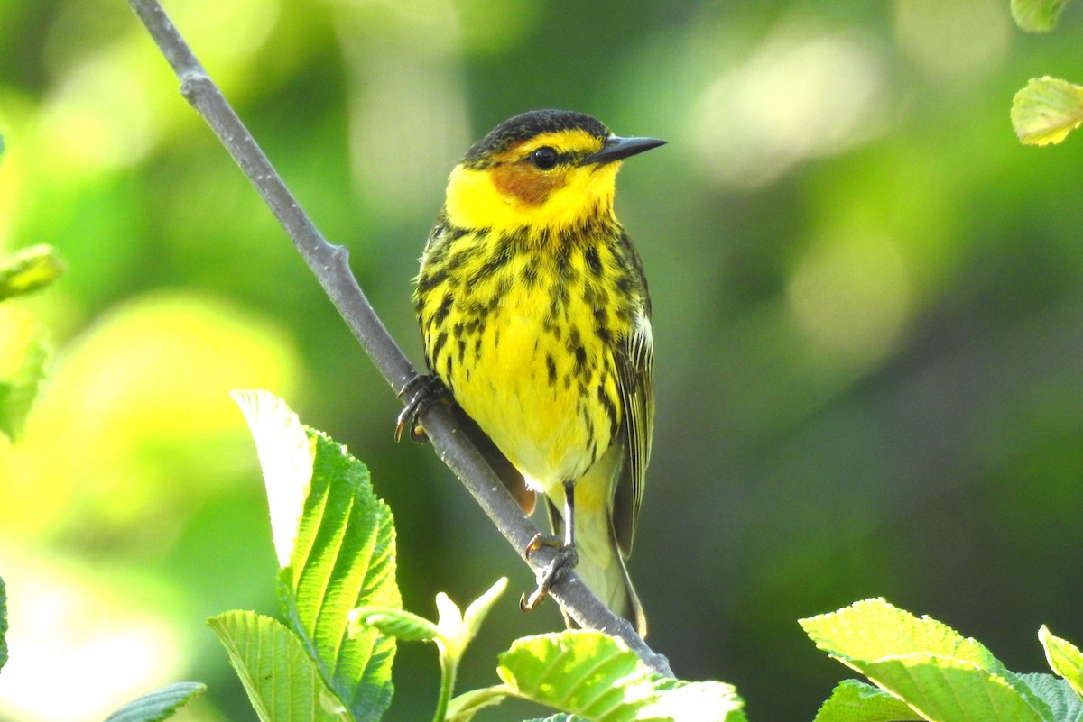 Cape May Warbler - ML620102941