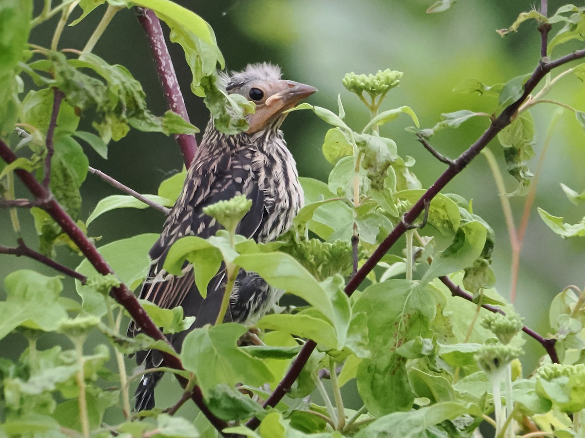 Red-winged Blackbird - John Felton