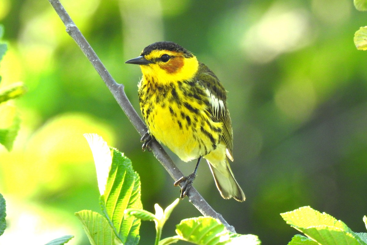 Cape May Warbler - ML620102948