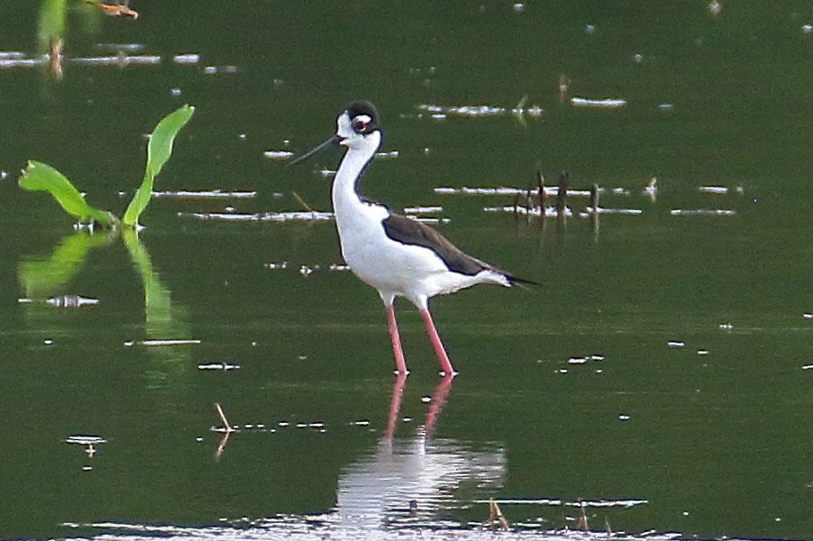 Black-necked Stilt - ML620102951