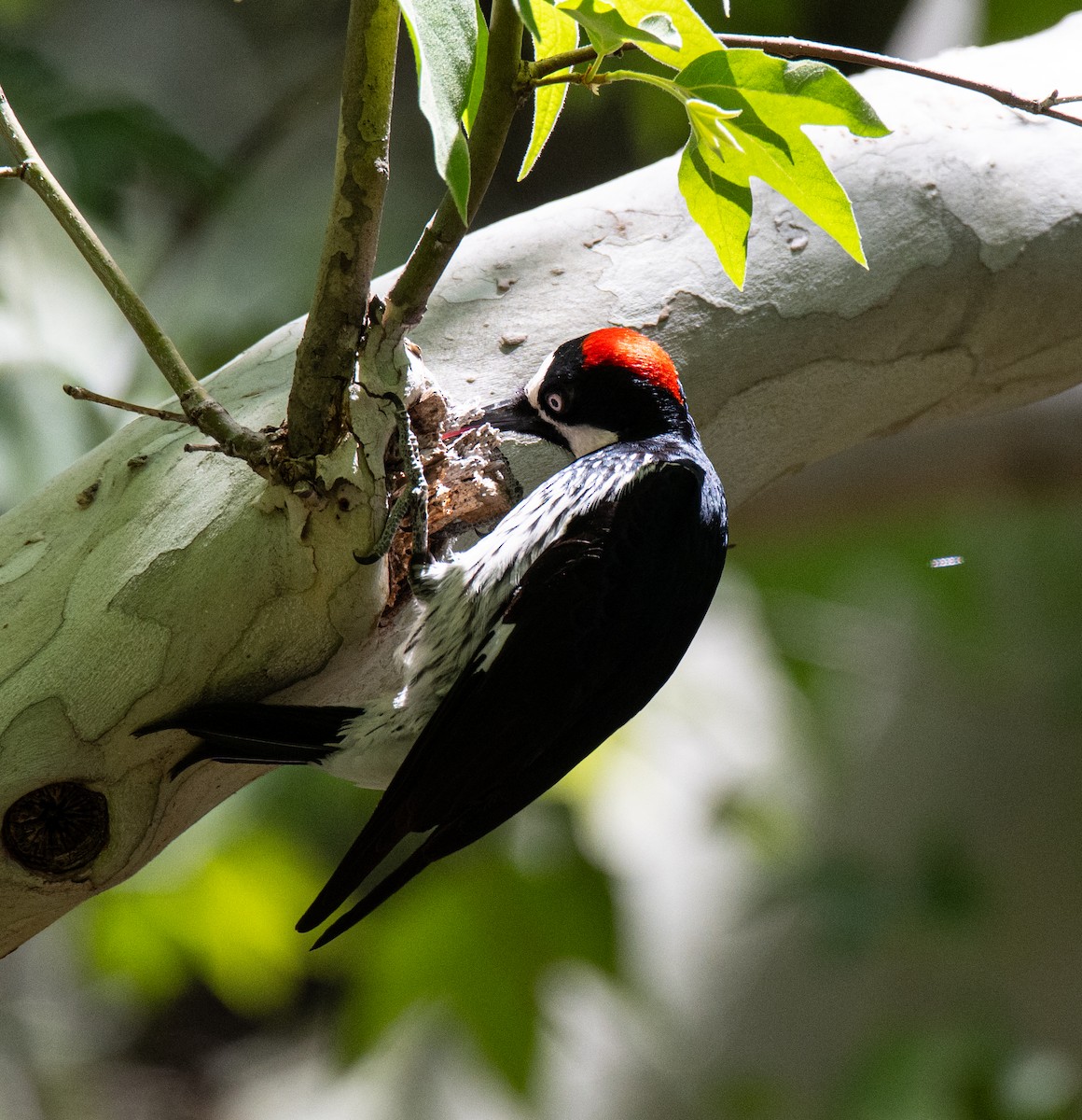 Acorn Woodpecker - ML620102963