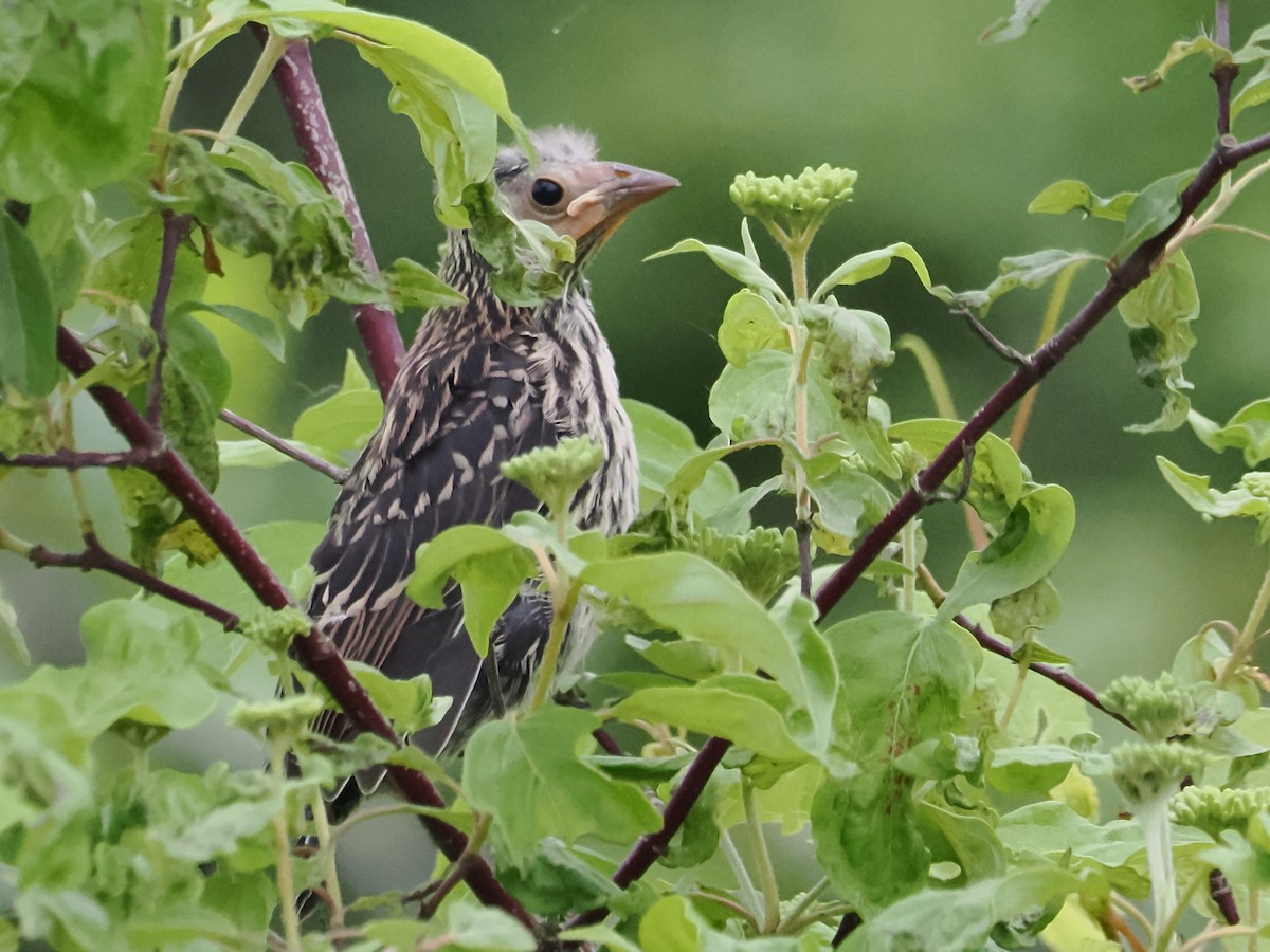 Red-winged Blackbird - ML620102968