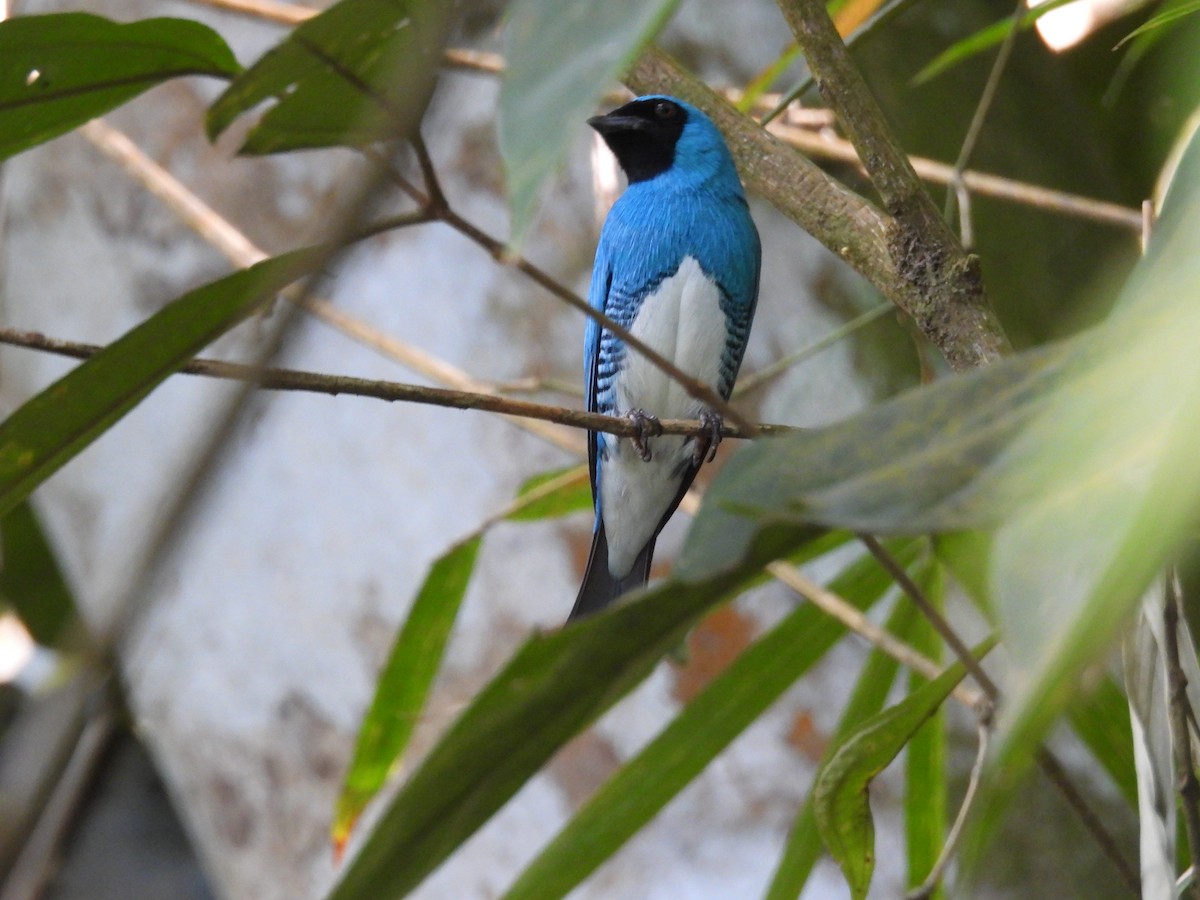 Swallow Tanager - ML620103002