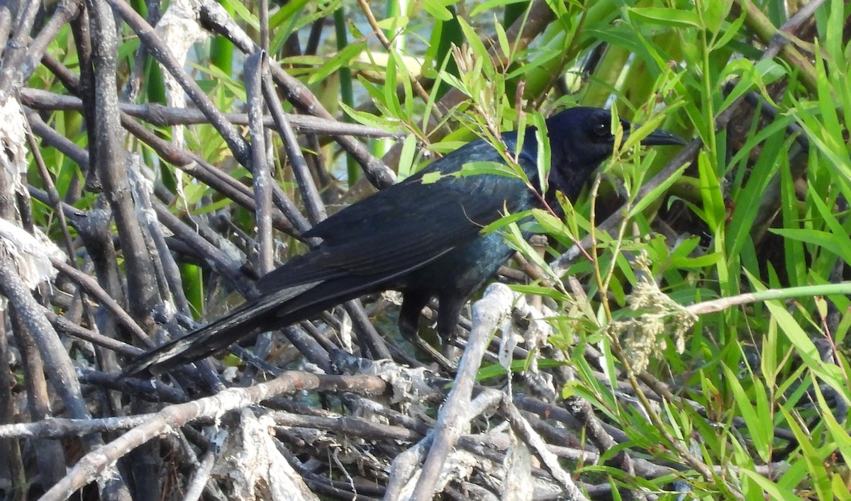 Boat-tailed Grackle - ML620103004