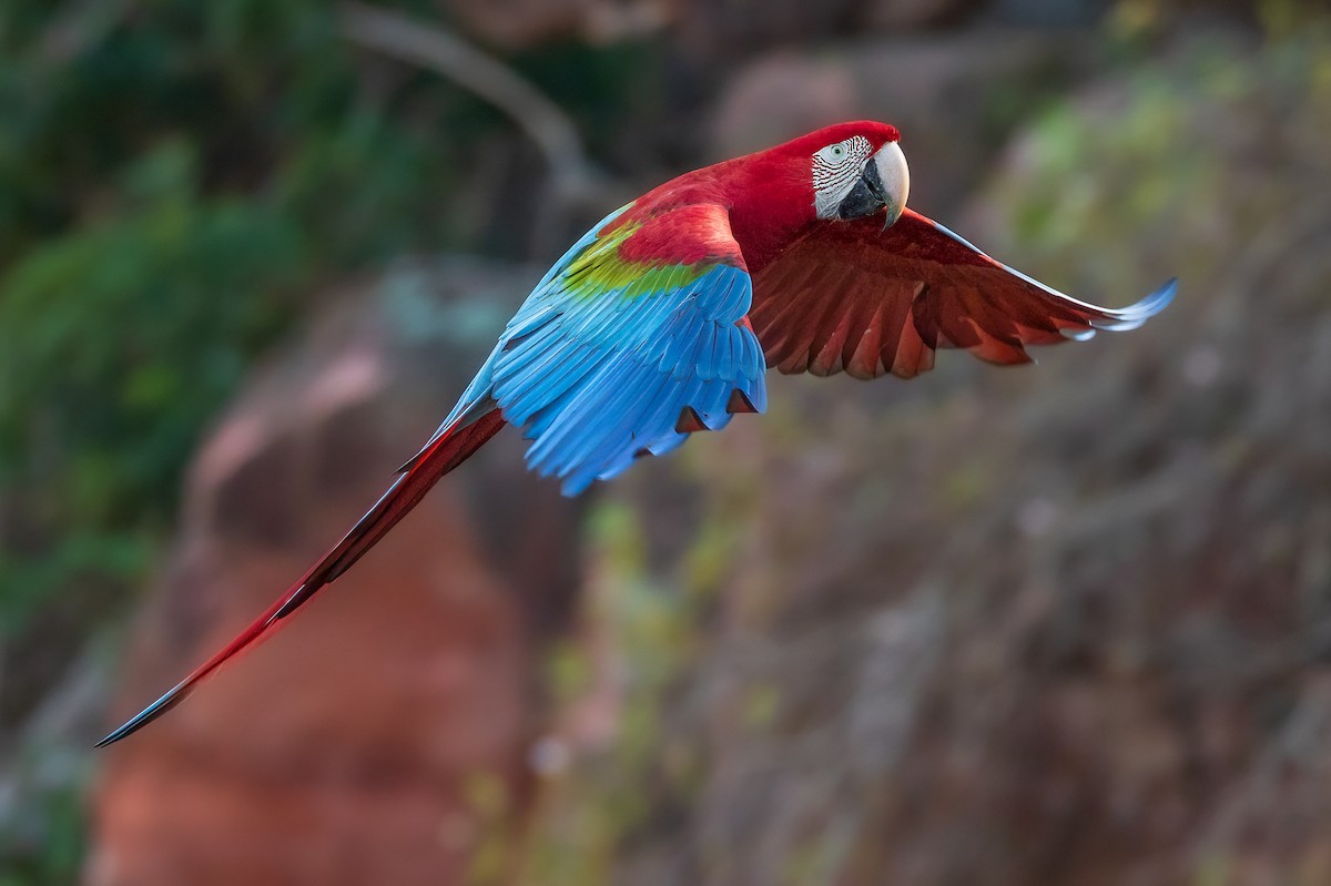 Red-and-green Macaw - ML620103011