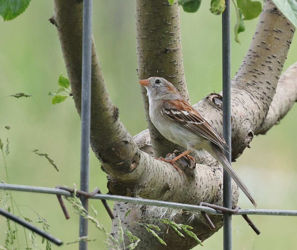 Field Sparrow - ML620103014