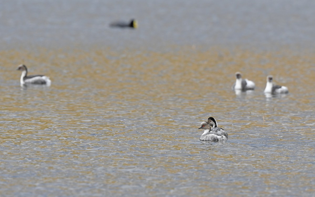 Silvery Grebe (Patagonian) - ML620103019