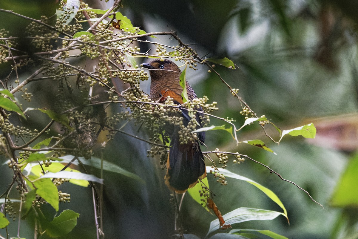 Blue-winged Laughingthrush - ML620103030