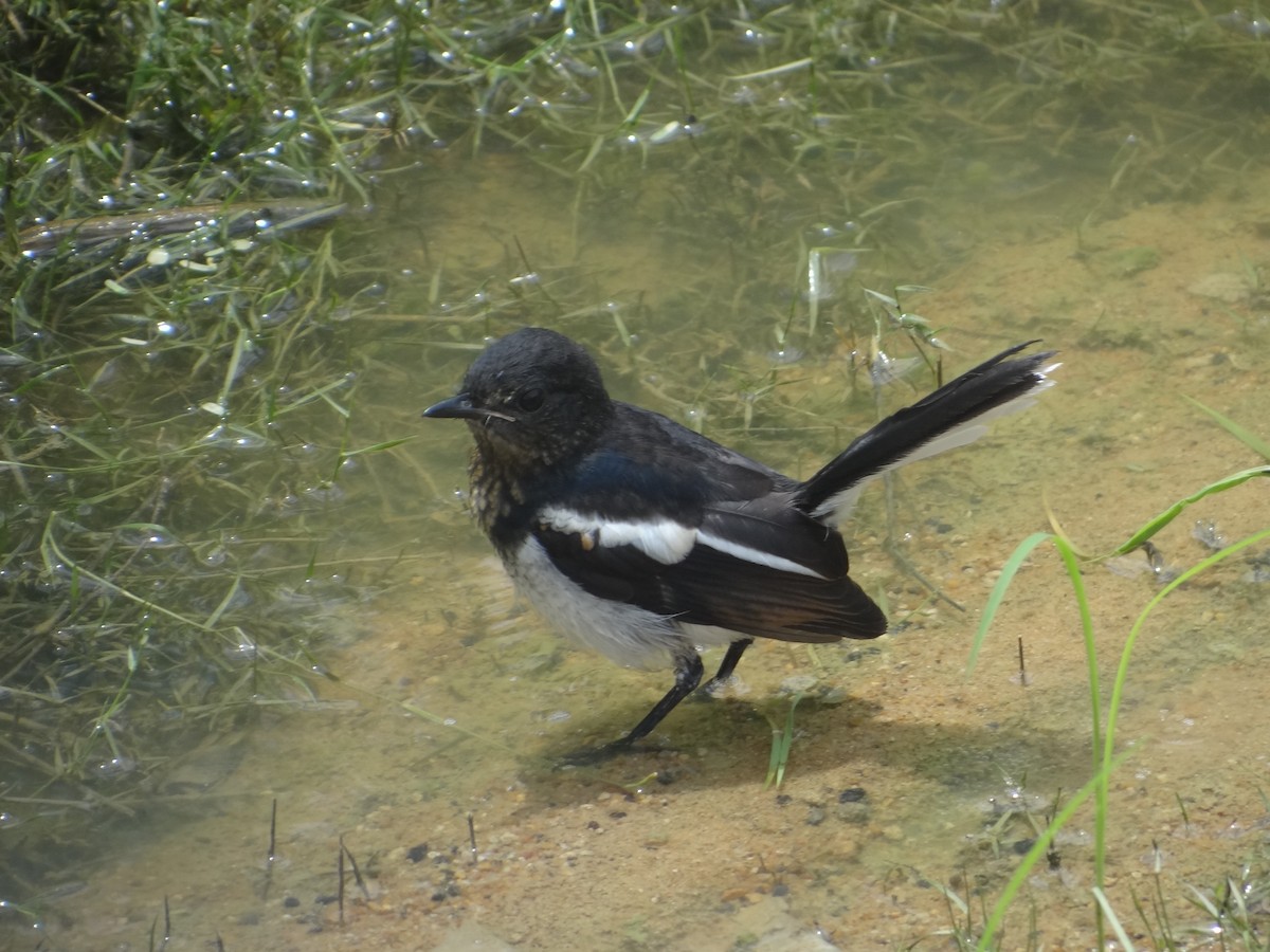 Oriental Magpie-Robin - Gopi anan