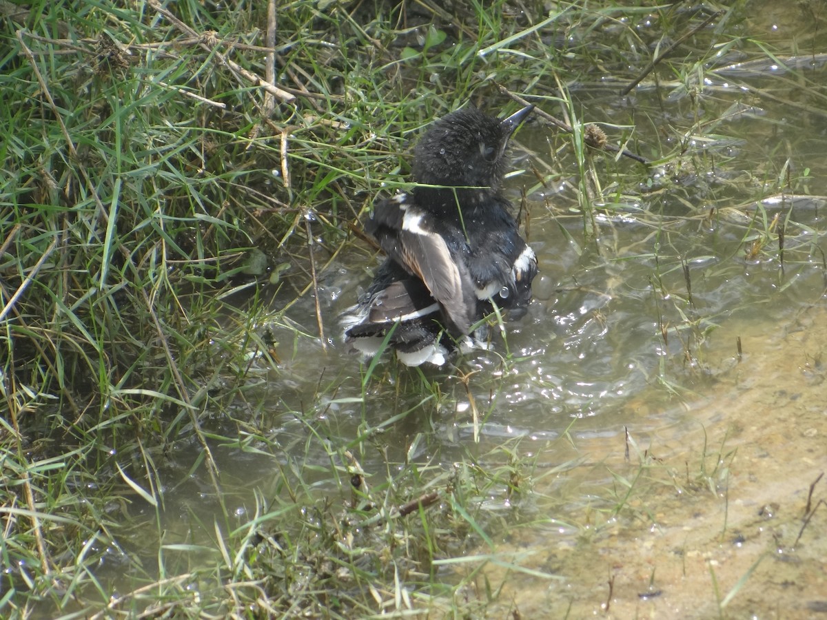 Oriental Magpie-Robin - ML620103041