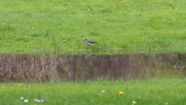 Solitary Sandpiper - ML620103054