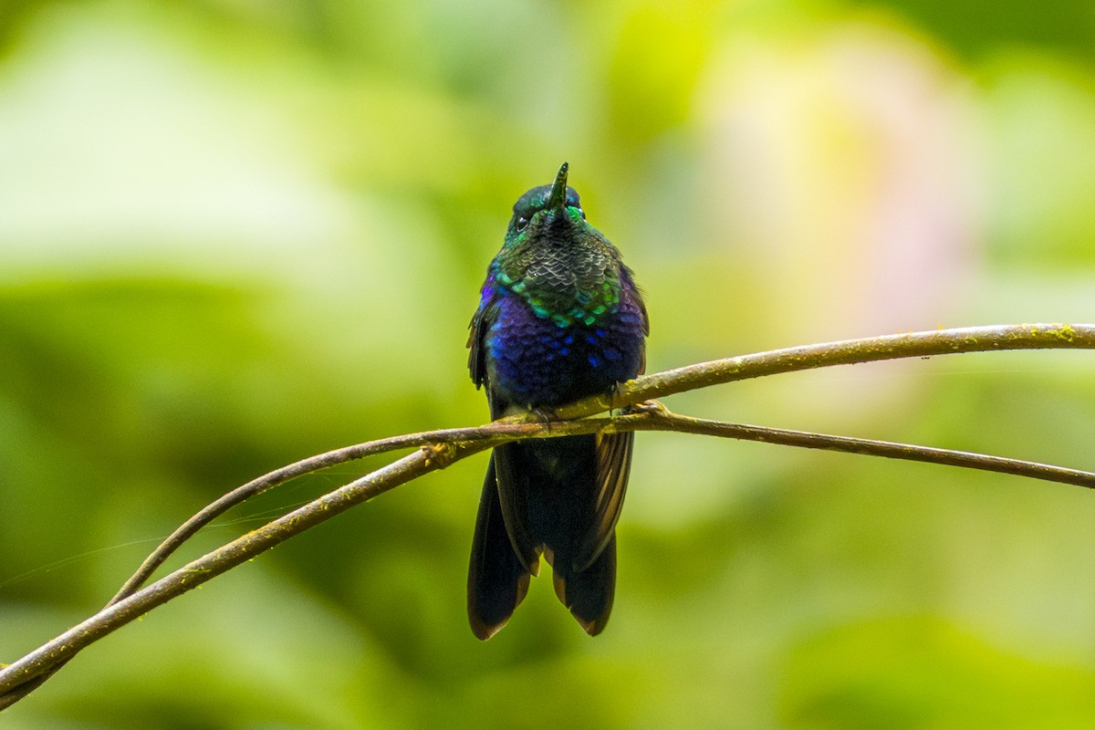 kolibřík nymfový - ML620103062