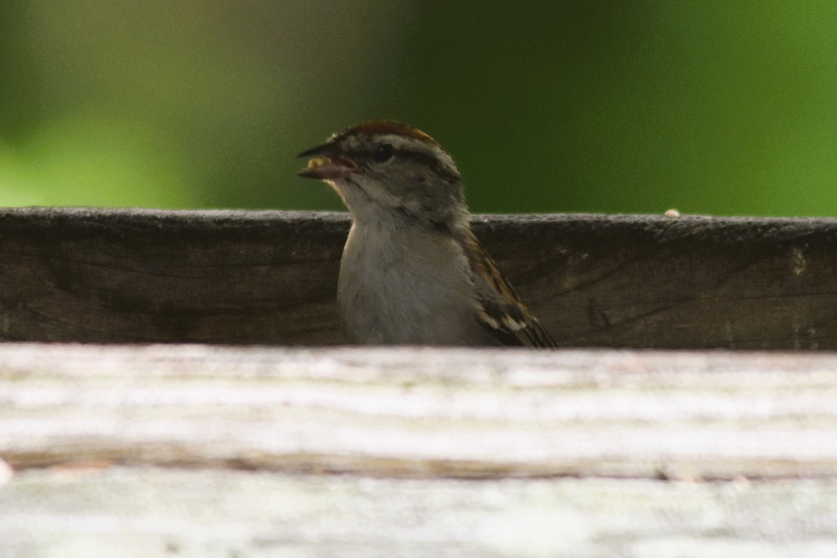 Chipping Sparrow - ML620103071