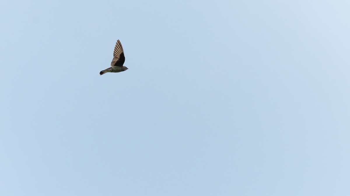 Northern Rough-winged Swallow - ML620103079