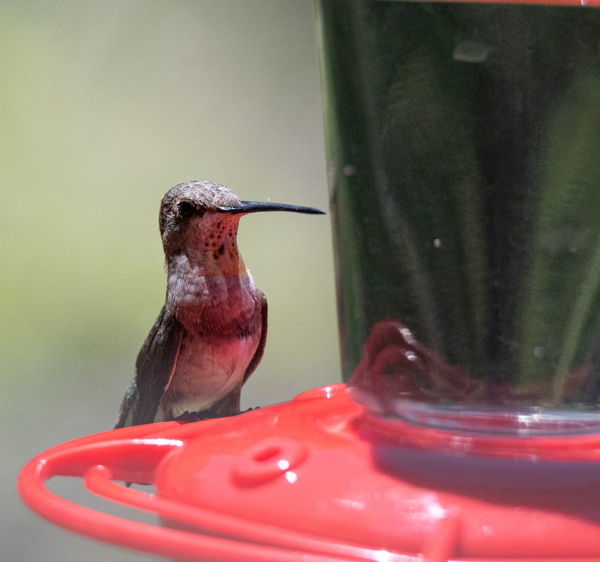 Black-chinned Hummingbird - ML620103082