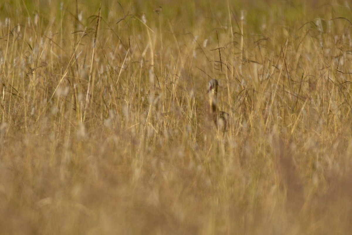 Whistling Heron - ML620103099