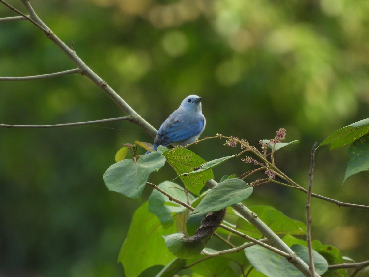Blue-gray Tanager - ML620103126
