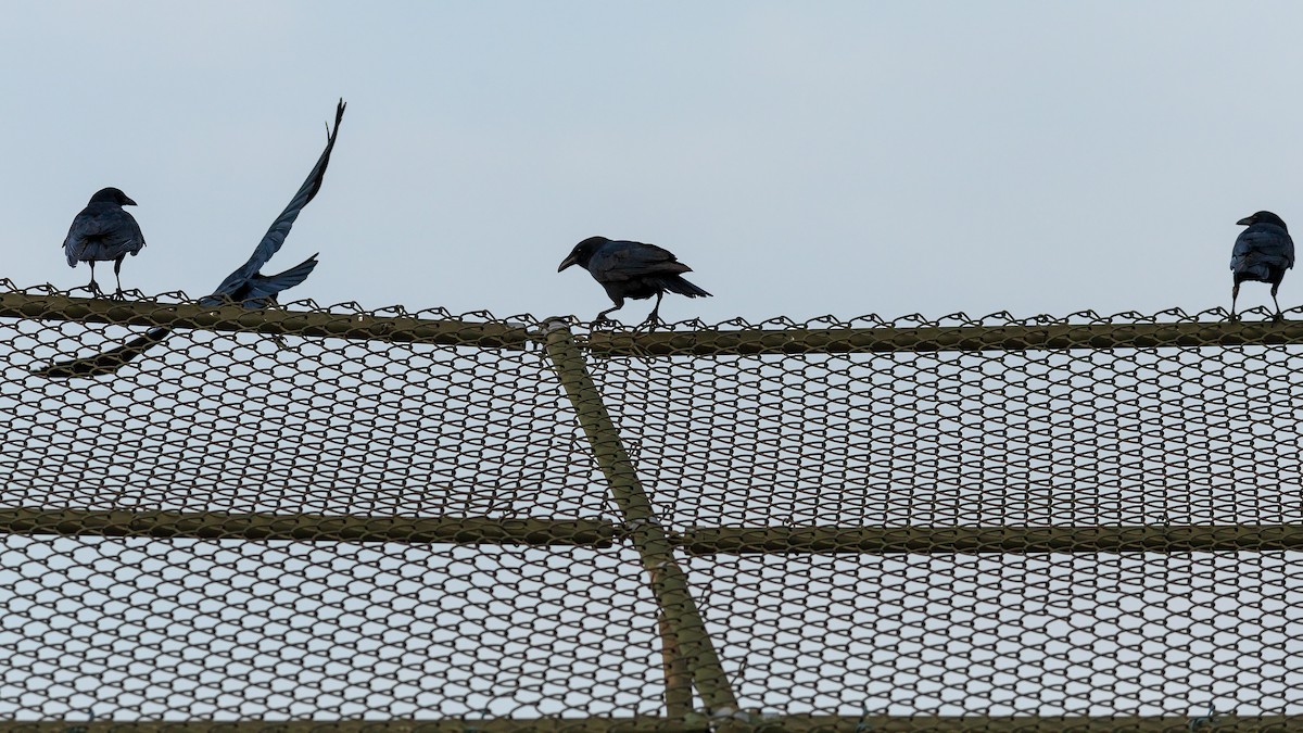 Fish Crow - ML620103130