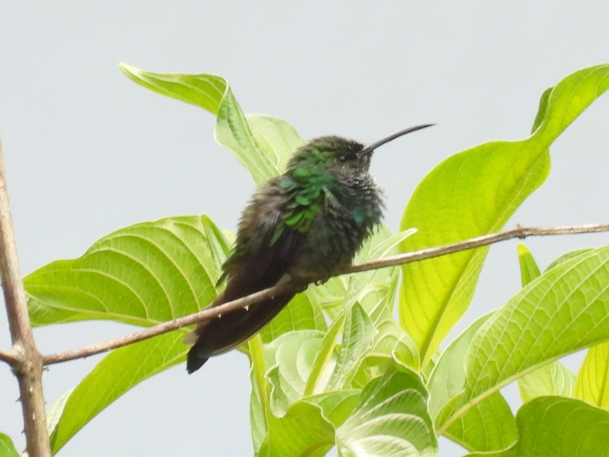 kolibřík bělořitý - ML620103138
