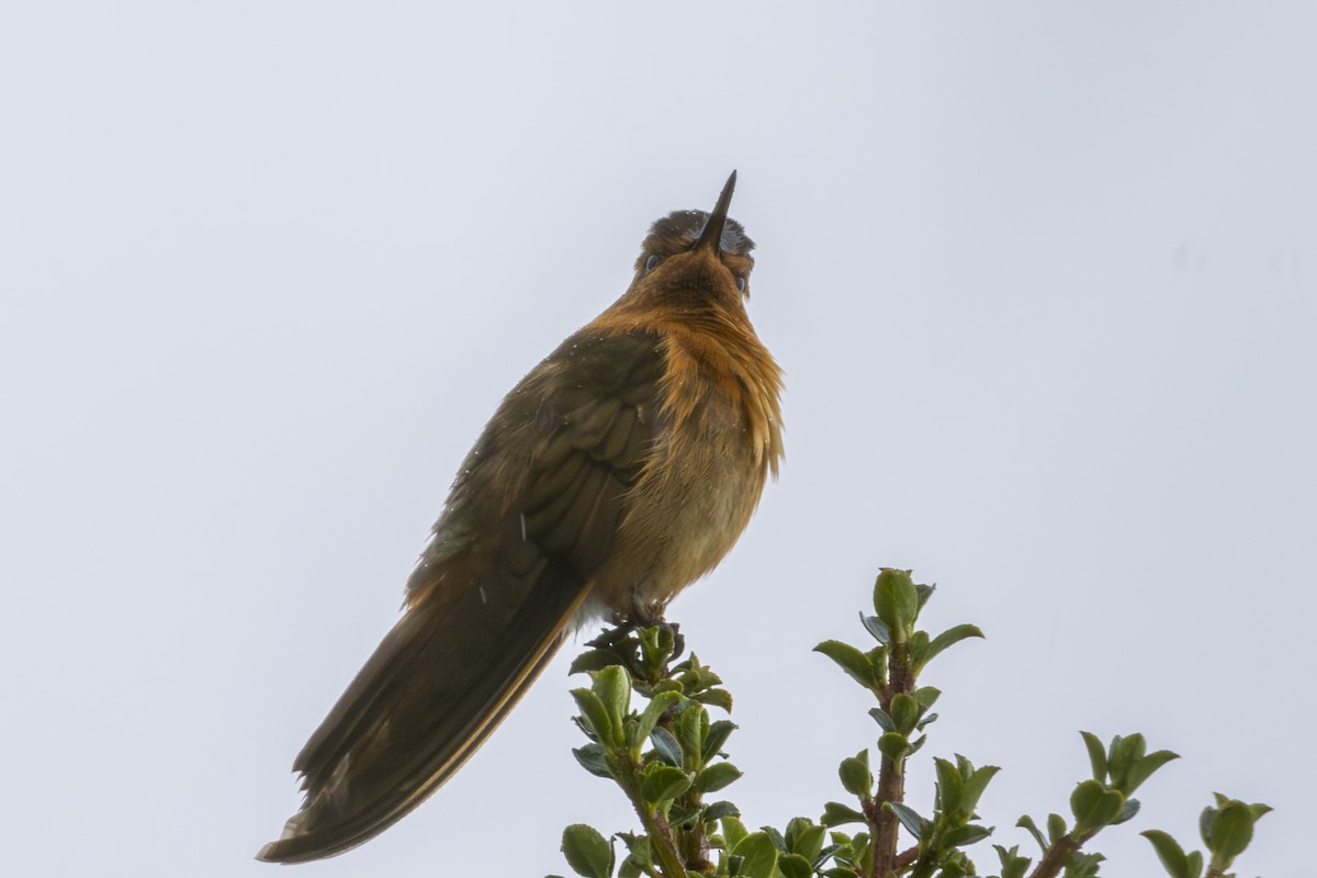 kolibřík duhovohřbetý - ML620103142