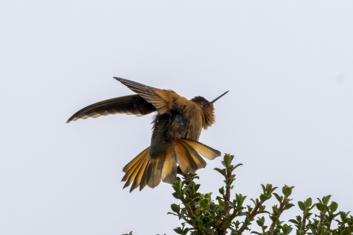 kolibřík duhovohřbetý - ML620103144
