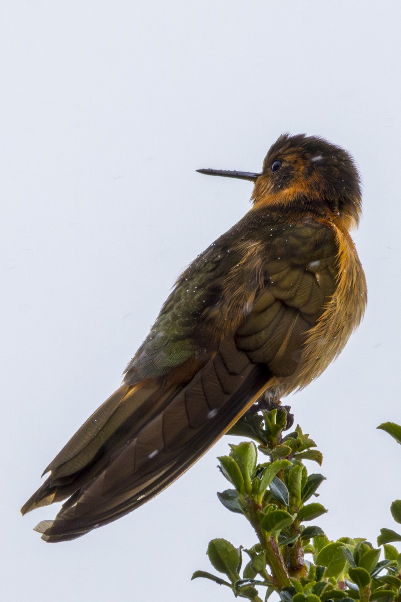 kolibřík duhovohřbetý - ML620103145