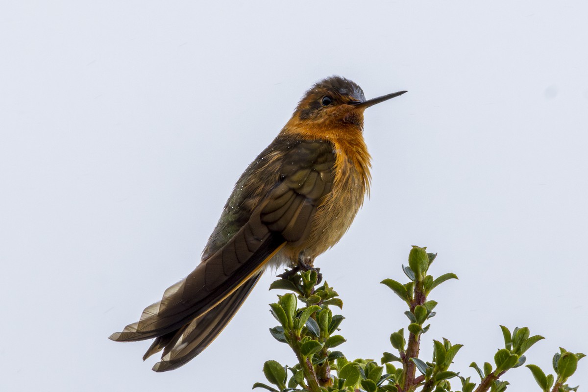 kolibřík duhovohřbetý - ML620103146