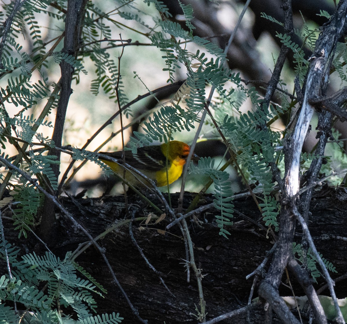 Western Tanager - ML620103150