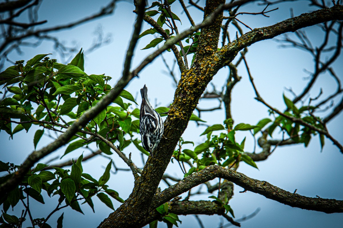 Black-and-white Warbler - ML620103155