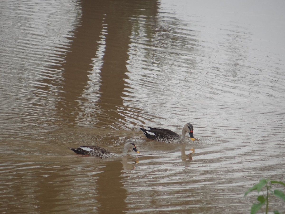Indian Spot-billed Duck - ML620103160