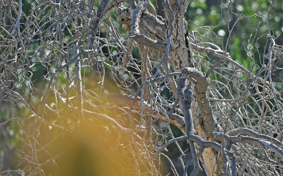 Striped Woodpecker - ML620103173