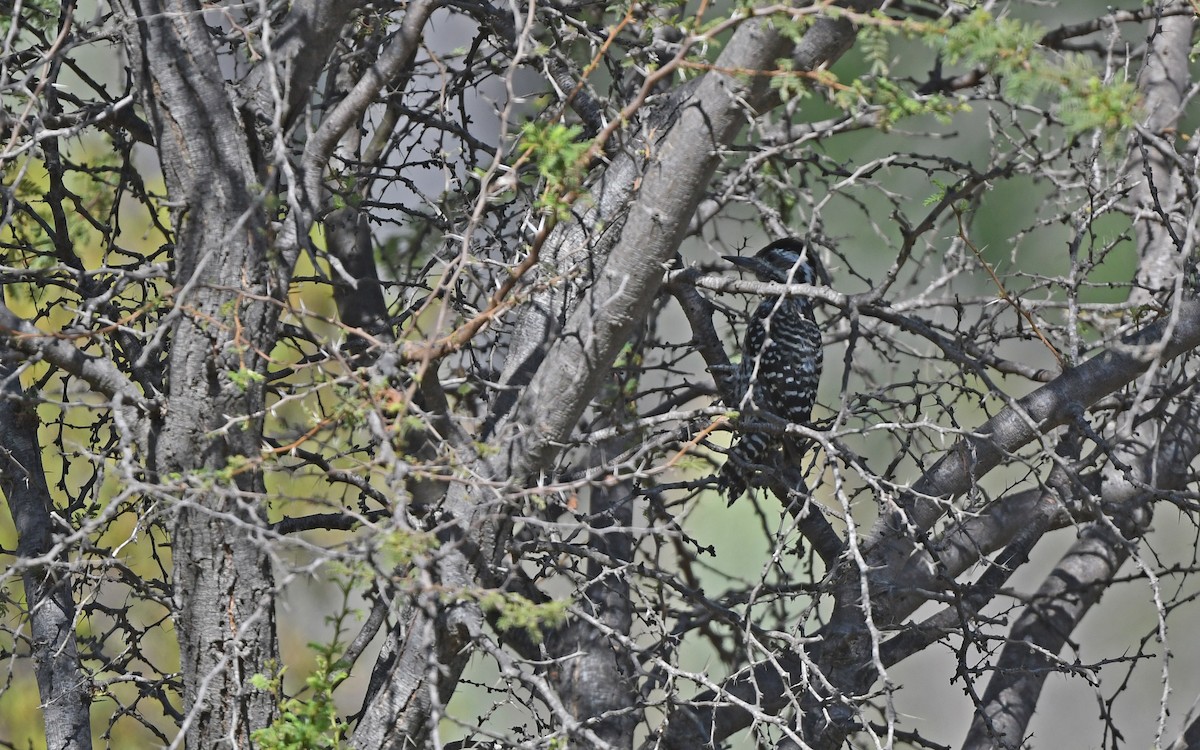Striped Woodpecker - ML620103175
