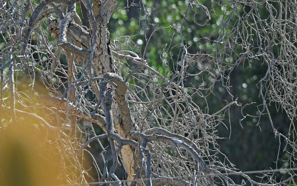 Striped Woodpecker - ML620103176