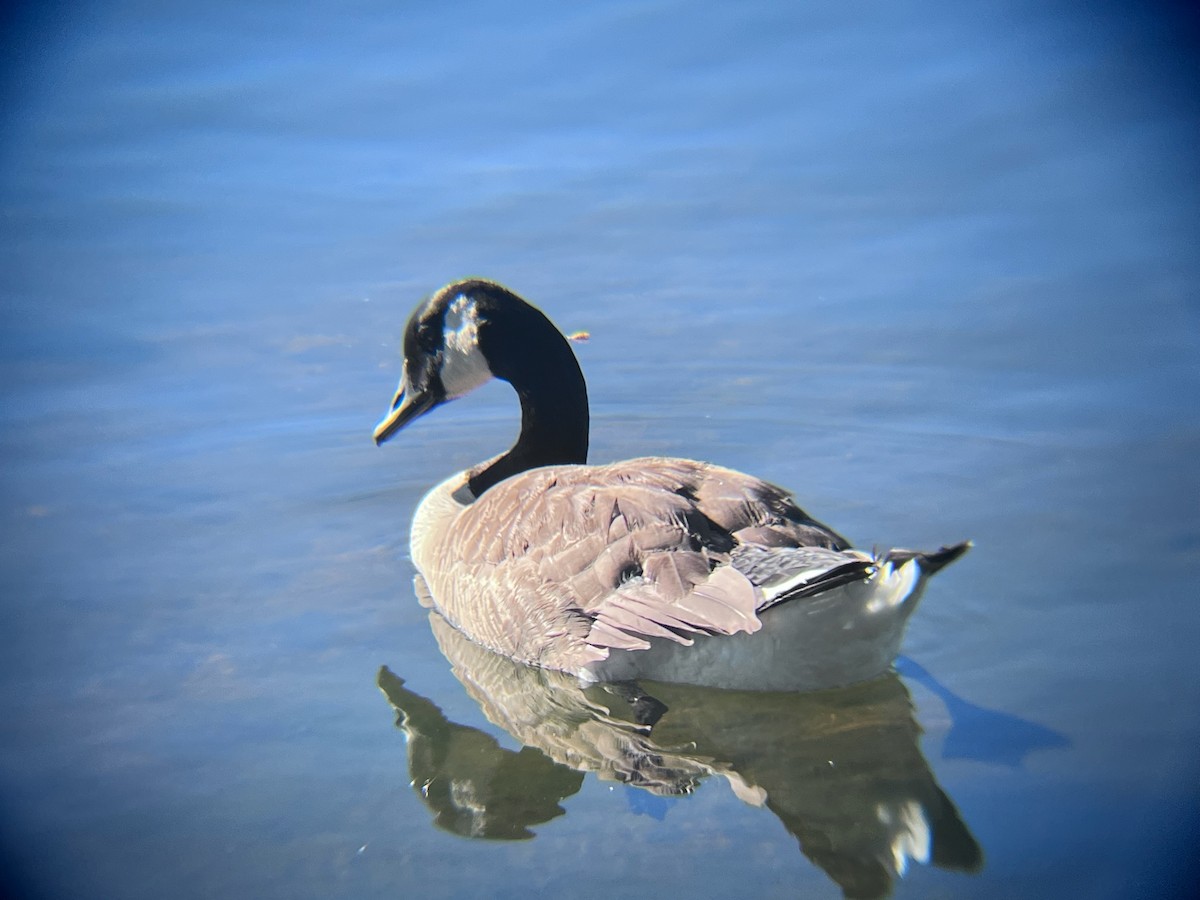 Canada Goose - ML620103181