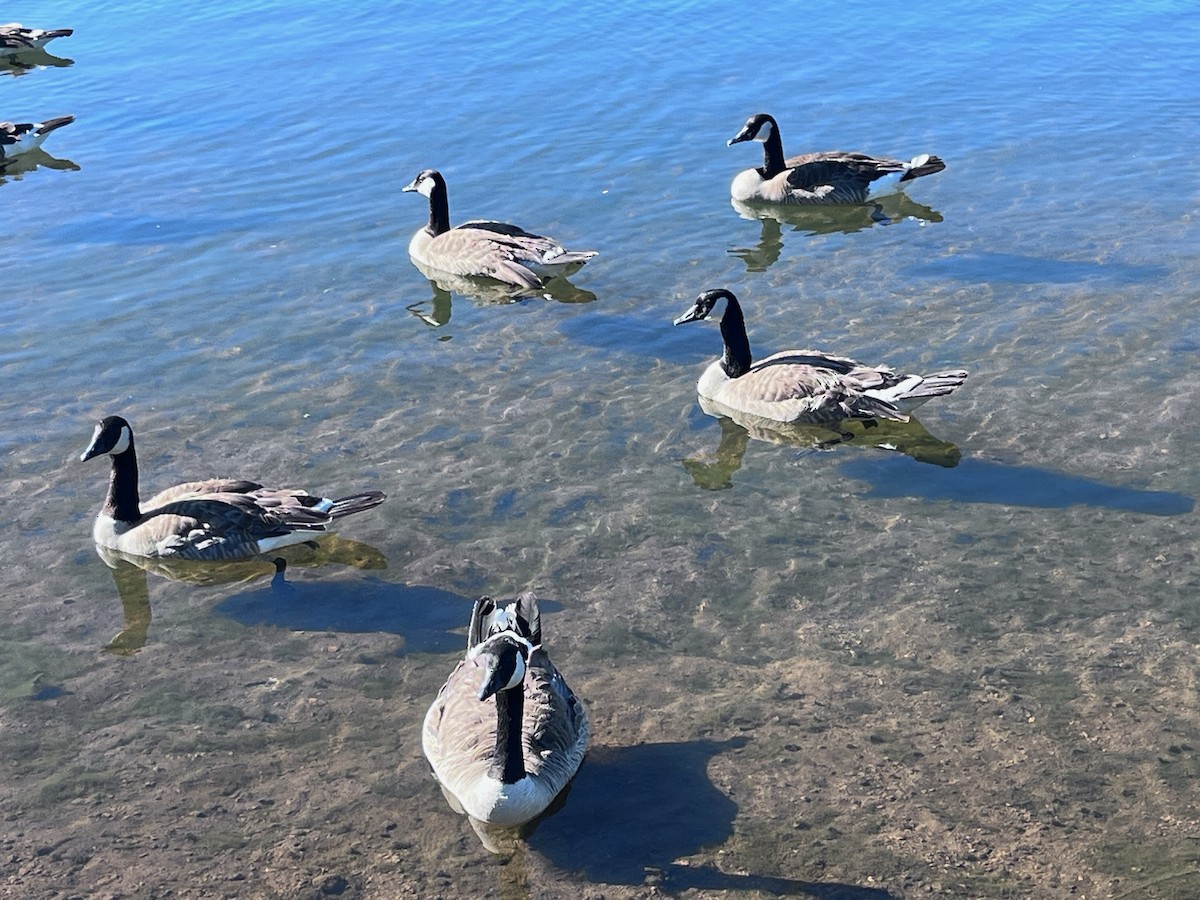 Canada Goose - ML620103183