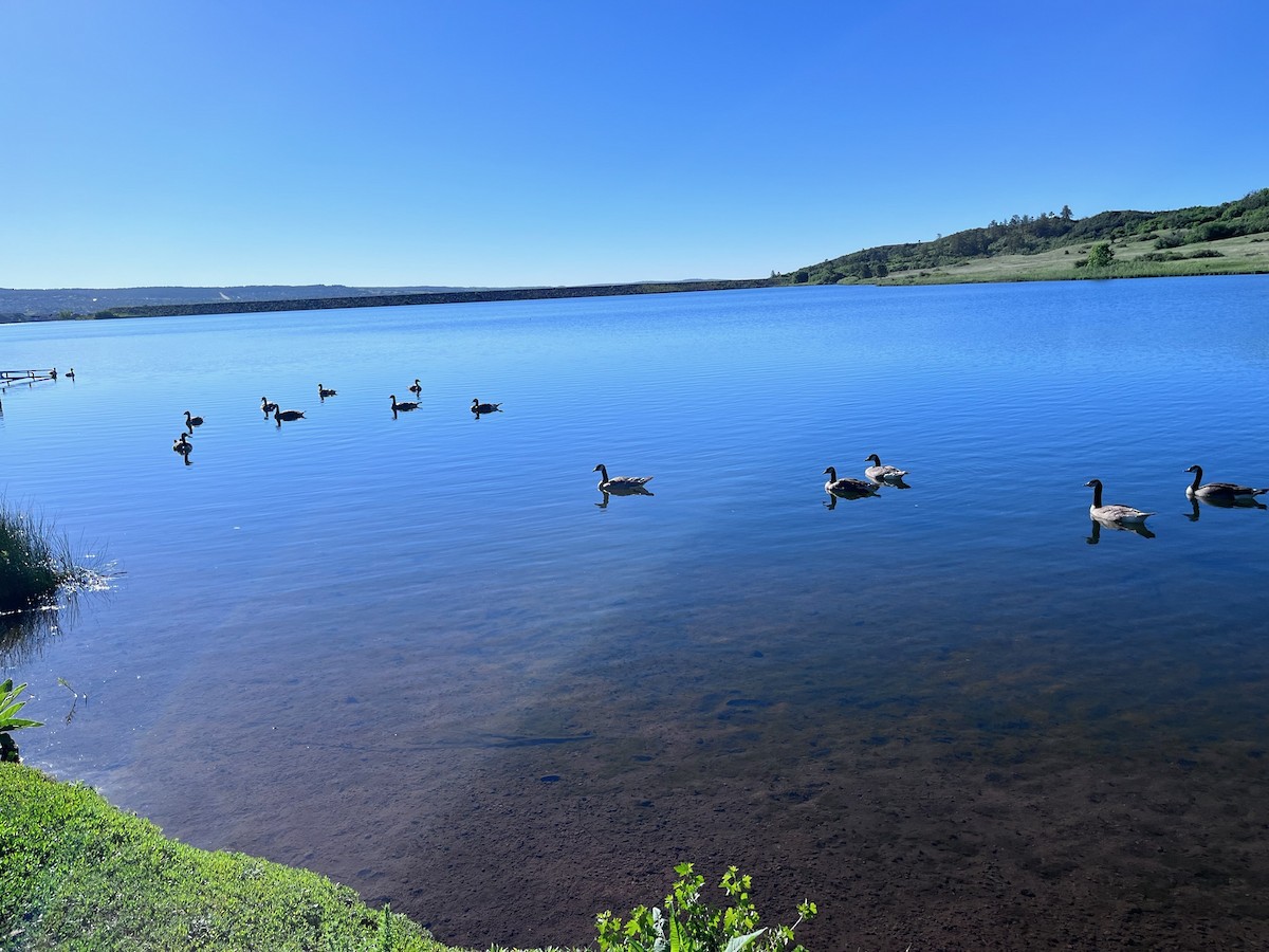 Canada Goose - ML620103187