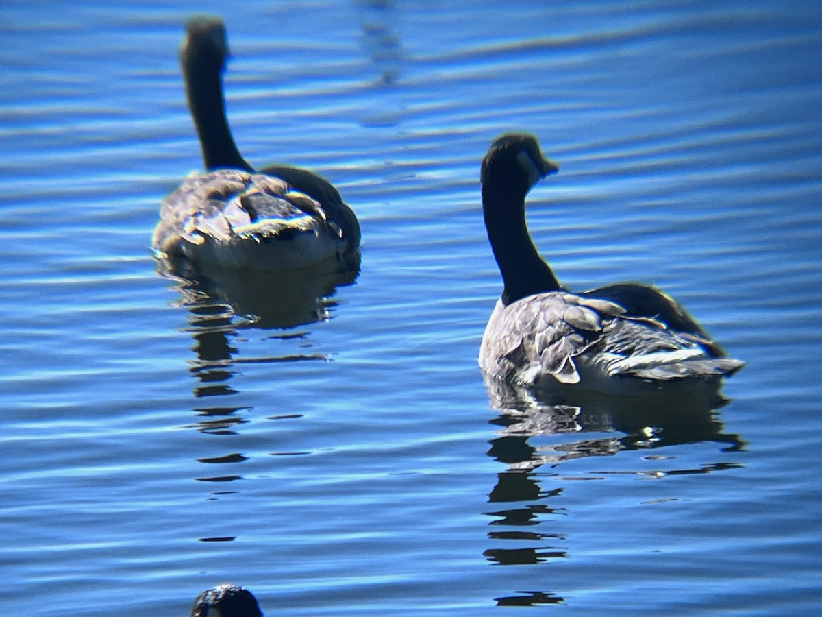 Canada Goose - ML620103189