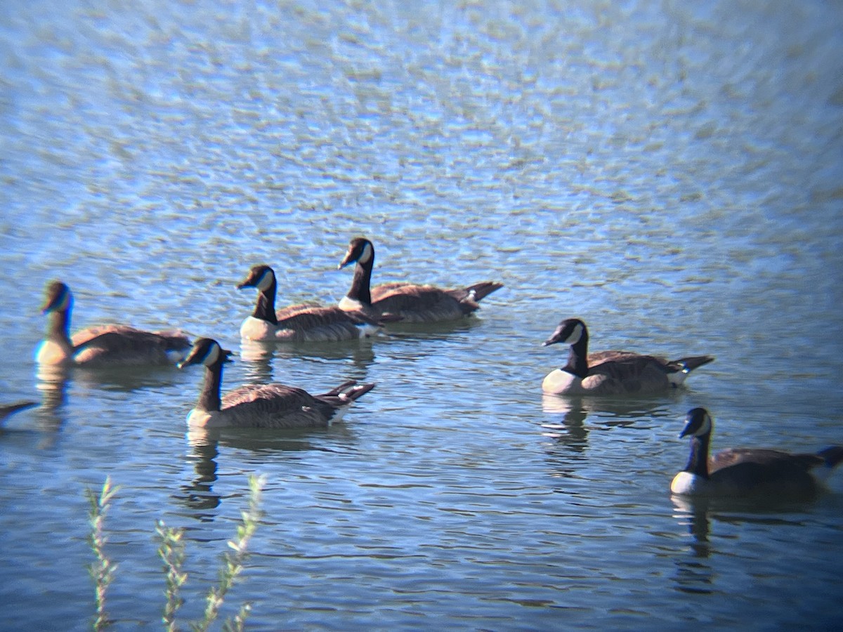 Canada Goose - ML620103190