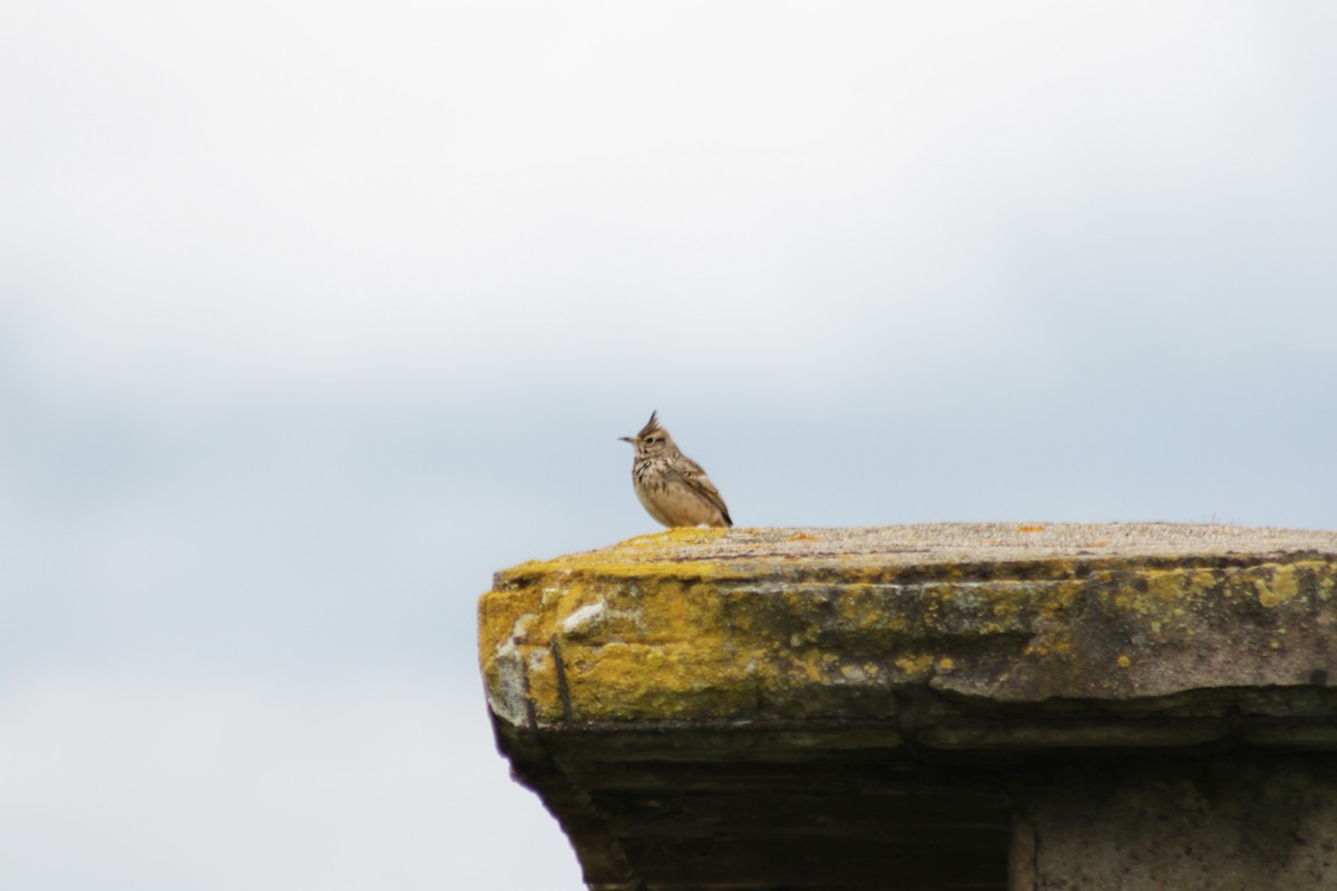 Crested Lark - ML620103195