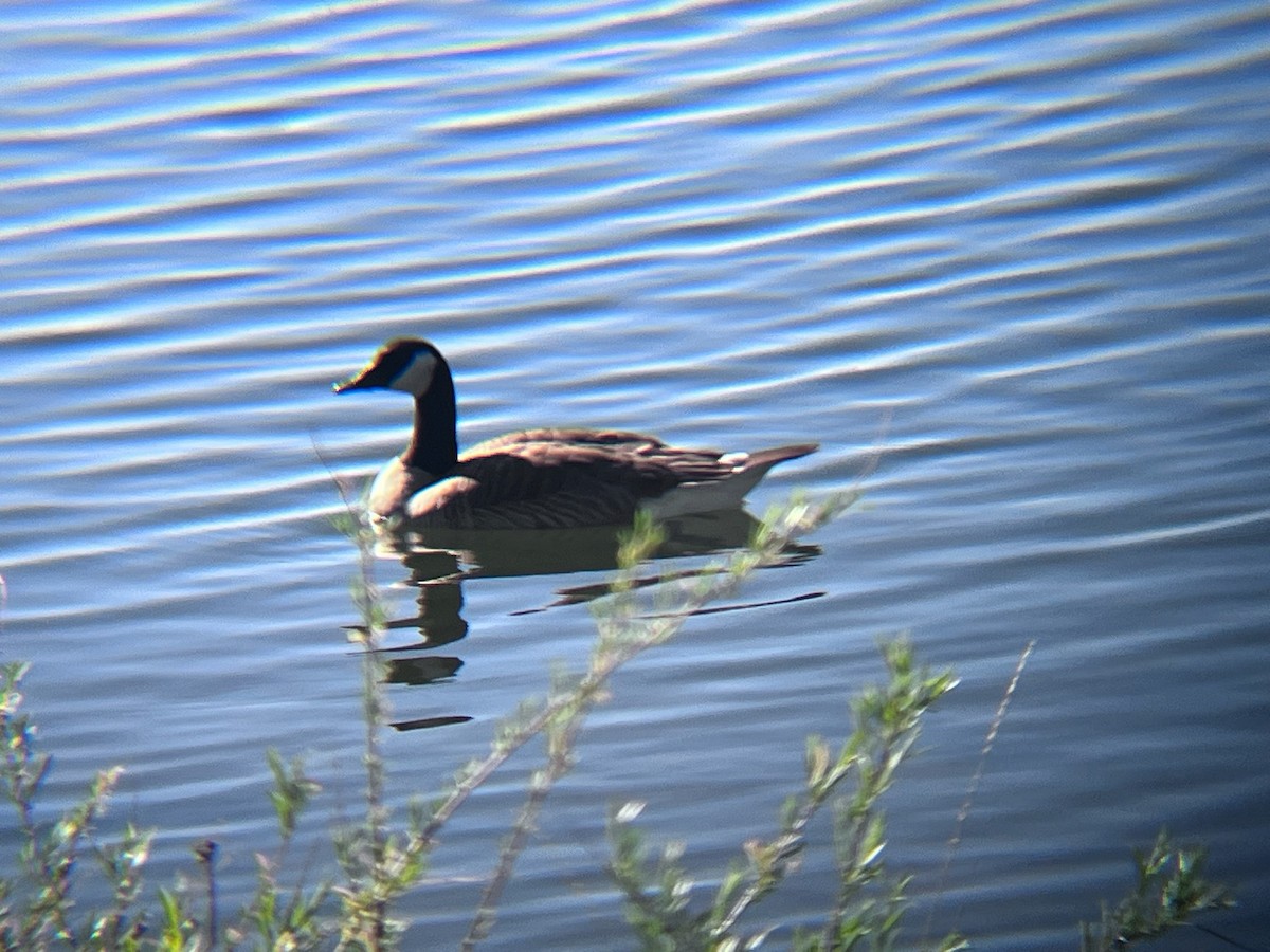 Canada Goose - ML620103196