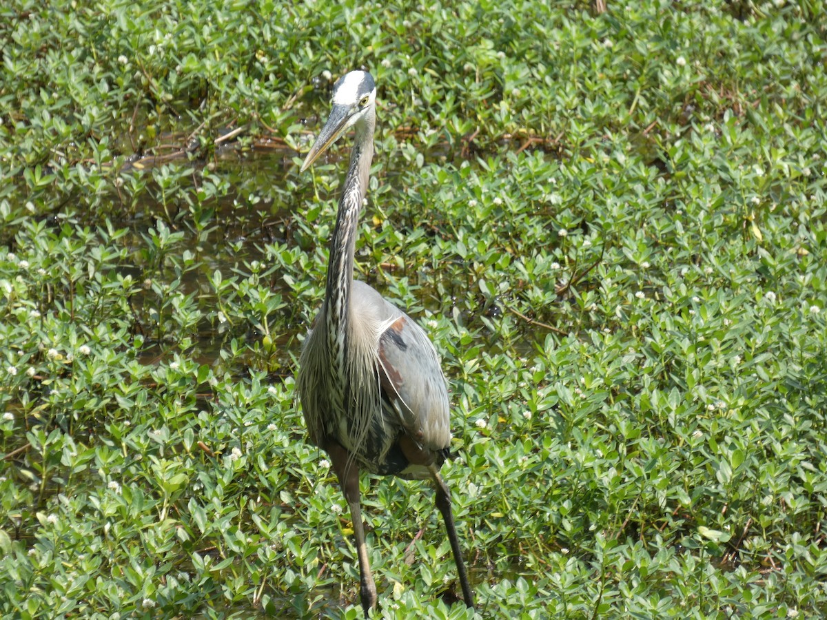 Great Blue Heron - ML620103198