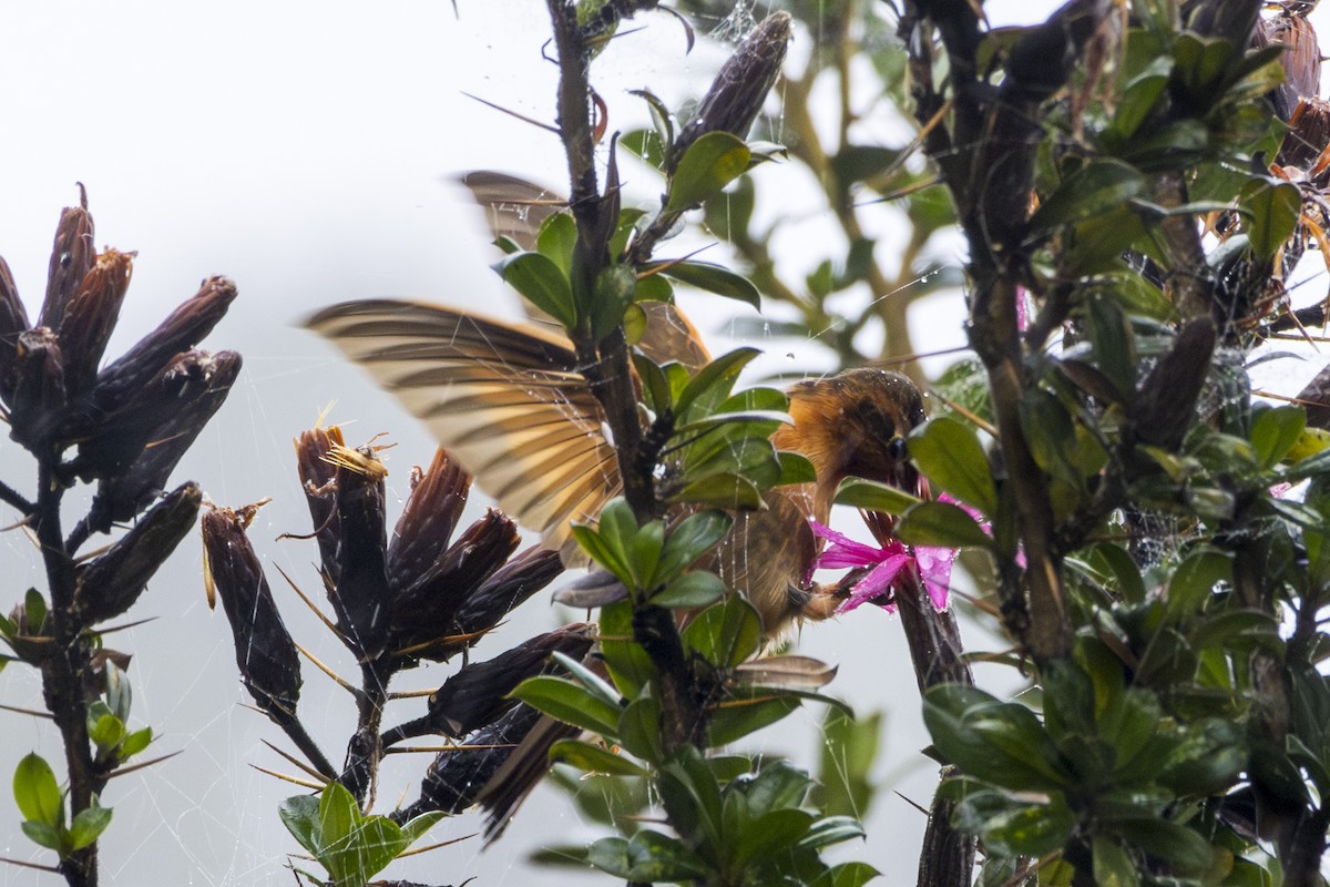 kolibřík duhovohřbetý - ML620103202