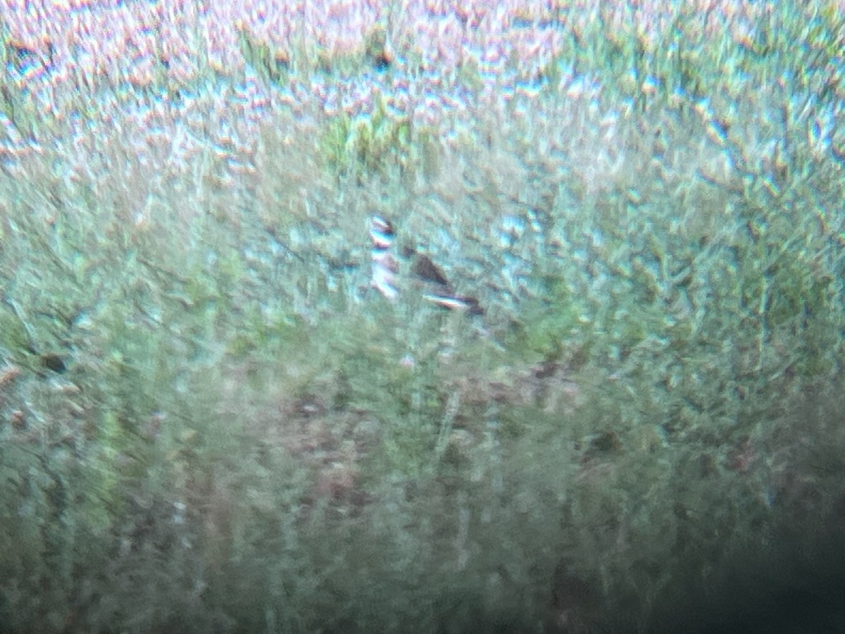 Killdeer - ML620103204